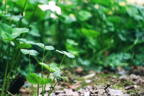 植物绿叶嫩芽图片