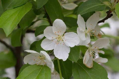 欧洲甜樱桃花图片