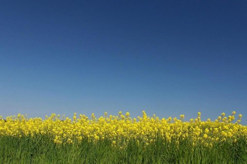 摄影下小清新油菜花