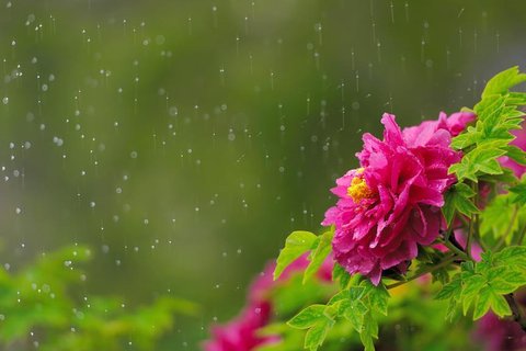 二十四节气之谷雨电脑壁纸