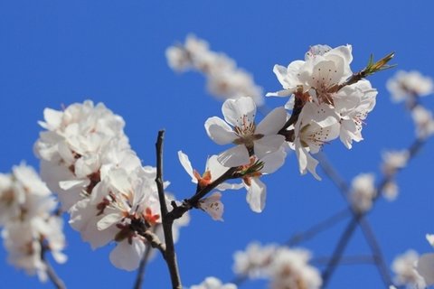 白色的桃花花卉桌面壁纸