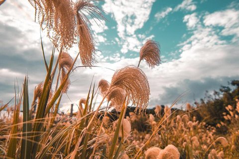 芦苇摇曳唯美意境风景