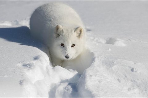 雪地狐狸电脑壁纸