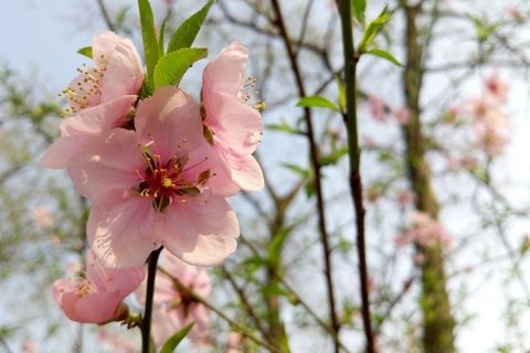 娇艳桃花花卉桌面壁纸