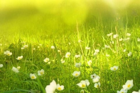 清新绿色护眼屏保手机壁纸