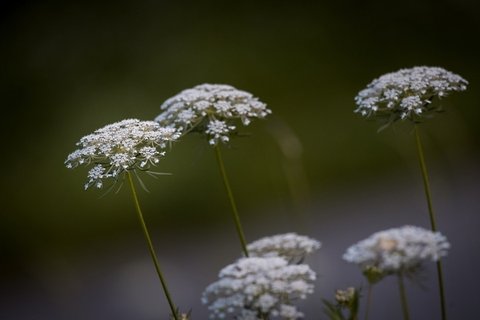 蕾丝花花卉桌面壁纸