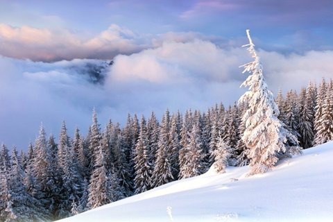 森林雪景桌面壁纸