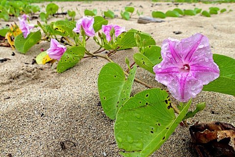 美丽的牵牛花唯美写真