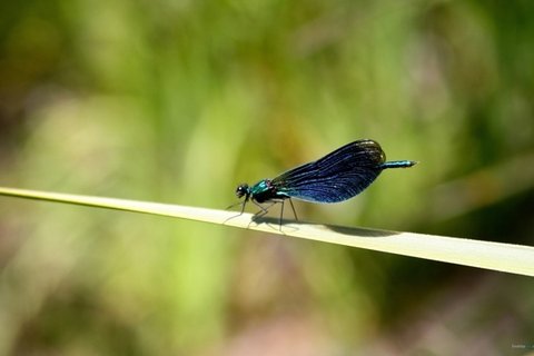 夏日蜻蜓桌面壁纸