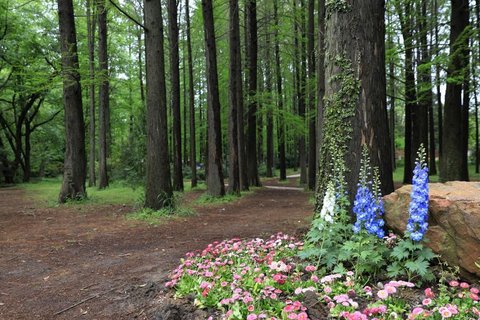 阳春三月里的中山植物园