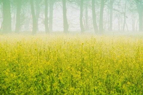 绚丽灿烂的油菜花花海