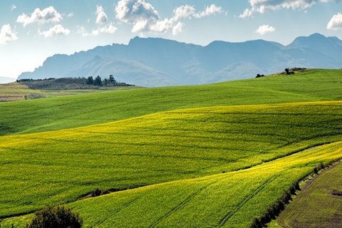 高清油菜花风景图片大图