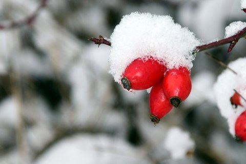 野玫瑰果花卉桌面壁纸