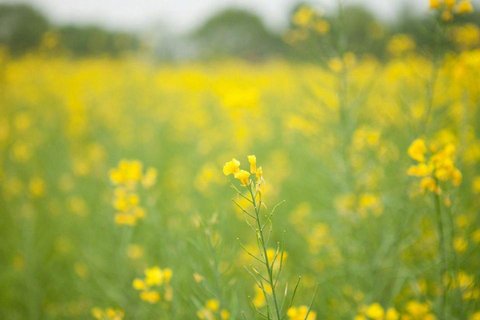 唯美小清新油菜花海电脑壁纸