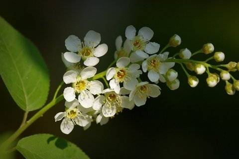 紫叶稠李花花卉桌面壁纸