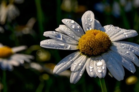 高清雏菊花花卉桌面壁纸