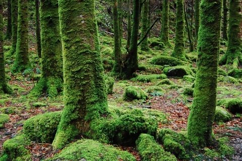 高清绿色苔藓图片
