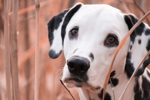 大麦町犬高清图片