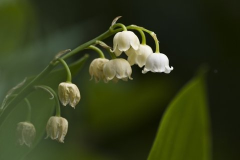 高清铃兰花语图片大全