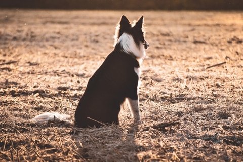 高清边境牧羊犬图片