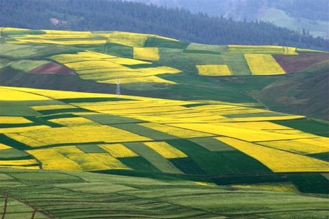 田野油菜花图片大全