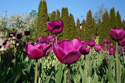 一片郁金香花田图片