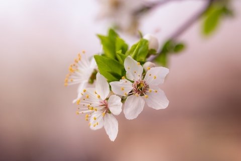 清新淡雅的花朵图片大全