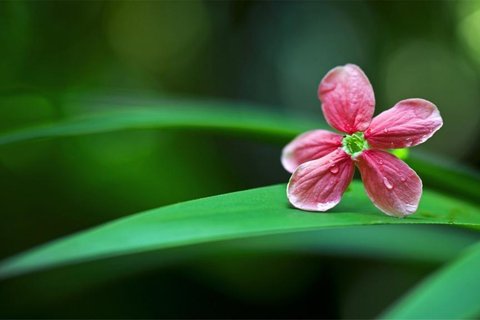 绿色护眼植物美景