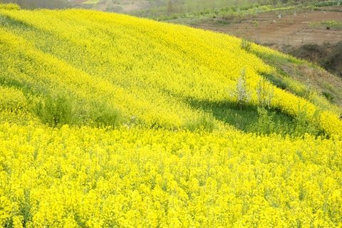 汉中油菜花图片大全