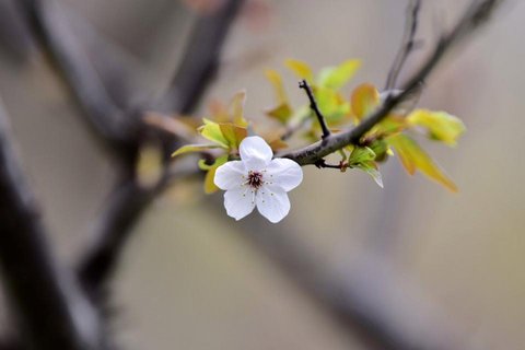 邂逅美丽的花儿