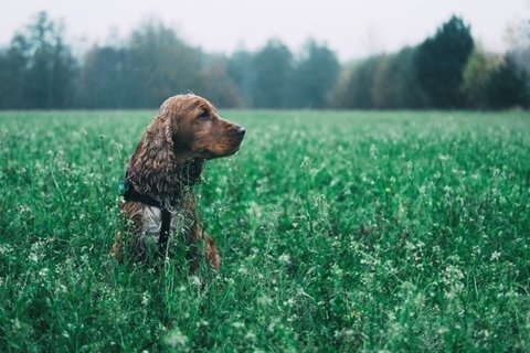 可爱的可卡犬图片