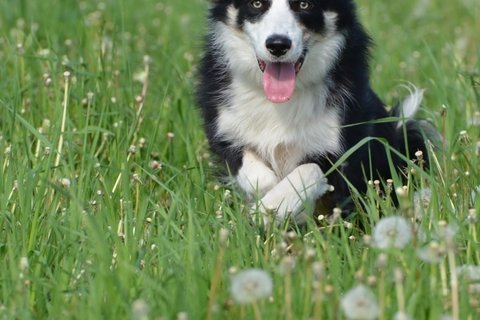 温顺忠诚的边境牧羊犬图片