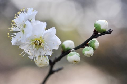 白梅花香自苦寒来