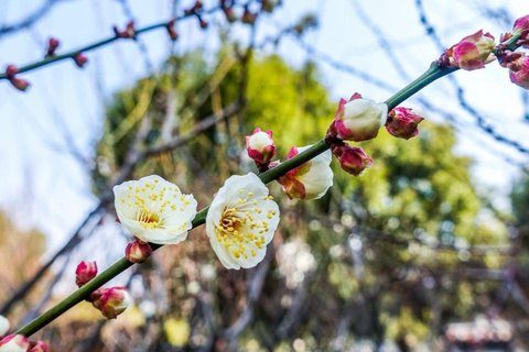 梅花小清新唯美写真