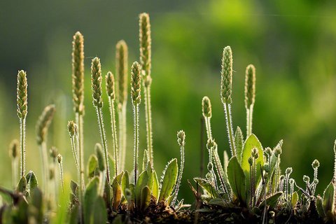 清新护眼绿色植物图片桌面壁纸