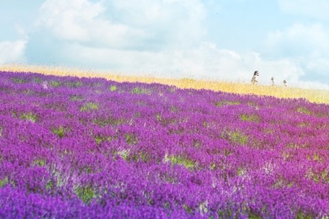 薰衣草花海图片壁纸