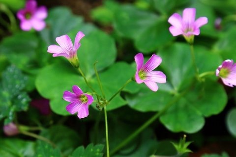 酢浆草花卉桌面壁纸