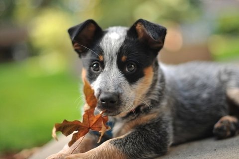 澳洲牧牛犬动物桌面壁纸