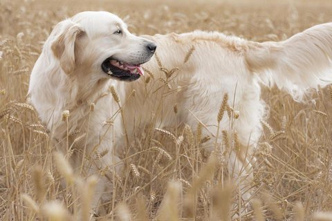 萌宠金毛寻回犬电脑壁纸