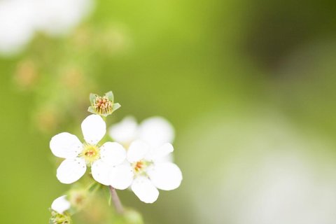 花儿朵朵电脑壁纸