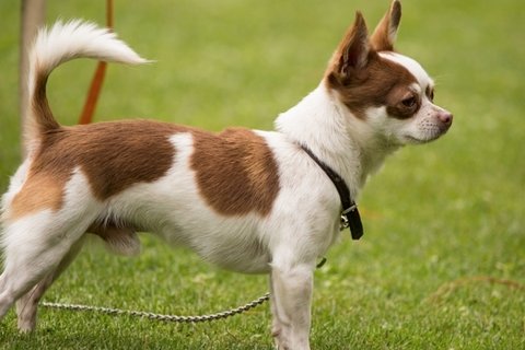 高清吉娃娃犬图片