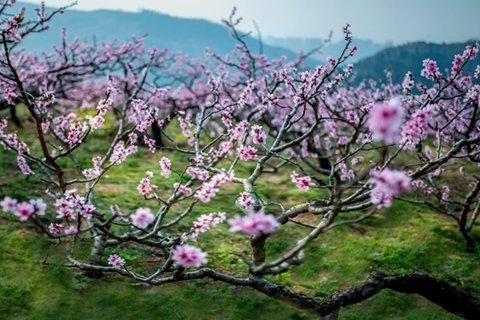 唯美桃花林图片壁纸