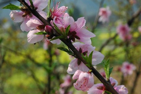 24节气立春景色电脑壁纸