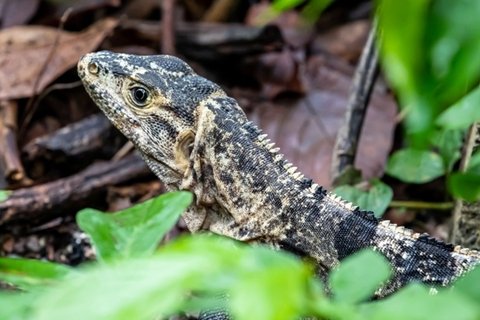 野生鬣蜥动物桌面壁纸