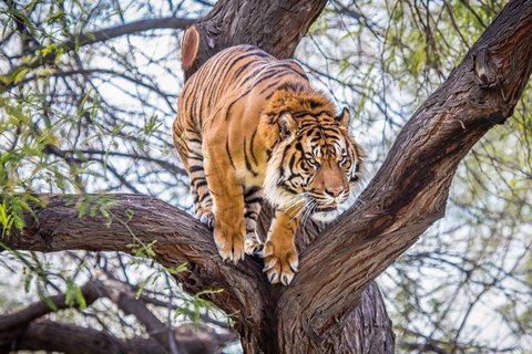 动物野生动物老虎tiger高清壁纸