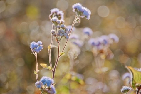 清新淡雅的花儿花卉桌面壁纸