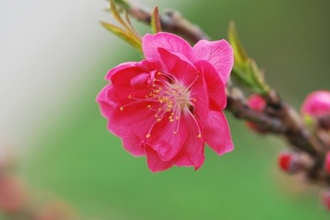 好看的三月桃花图片