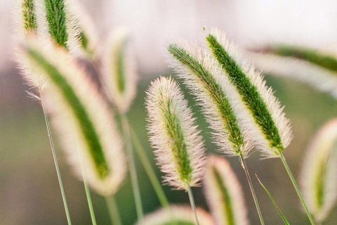 护眼绿色植物唯美写真