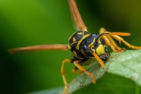 野生大黄蜂动物桌面壁纸