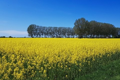 大片油菜花田图片